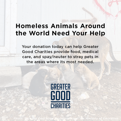 Starving & Injured: Homeless Animals Around the World Need Your Help