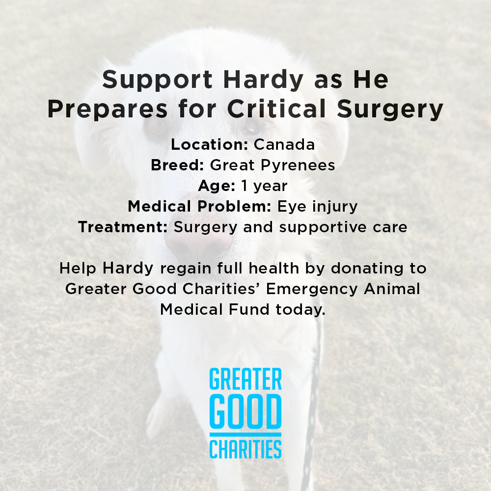 Starving Hardy with Severely Injured Eye Needs Critical Surgery