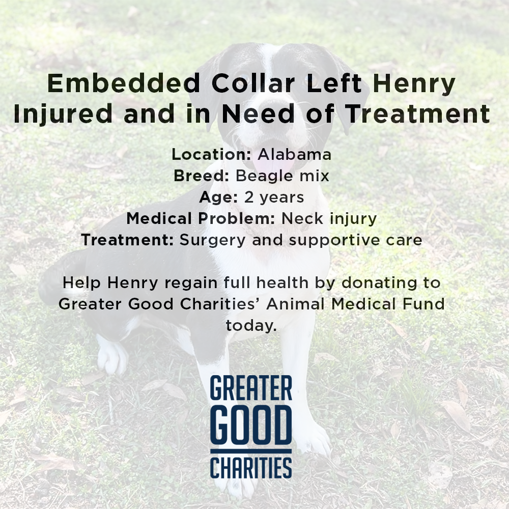 Embedded Collar Left Henry Injured and in Need of Treatment