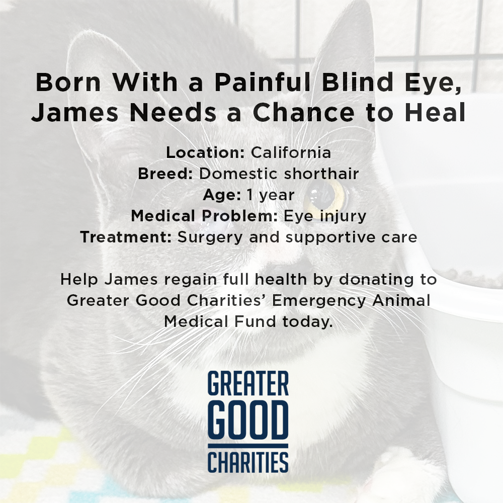 Seeing-Eye Cat James Suffering with Painful Blind Eye Needs a Chance to Heal
