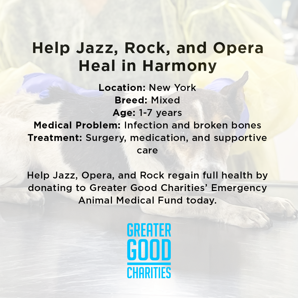 Funded: Help Neglected Dogs Jazz, Rock, and Opera Heal in Harmony