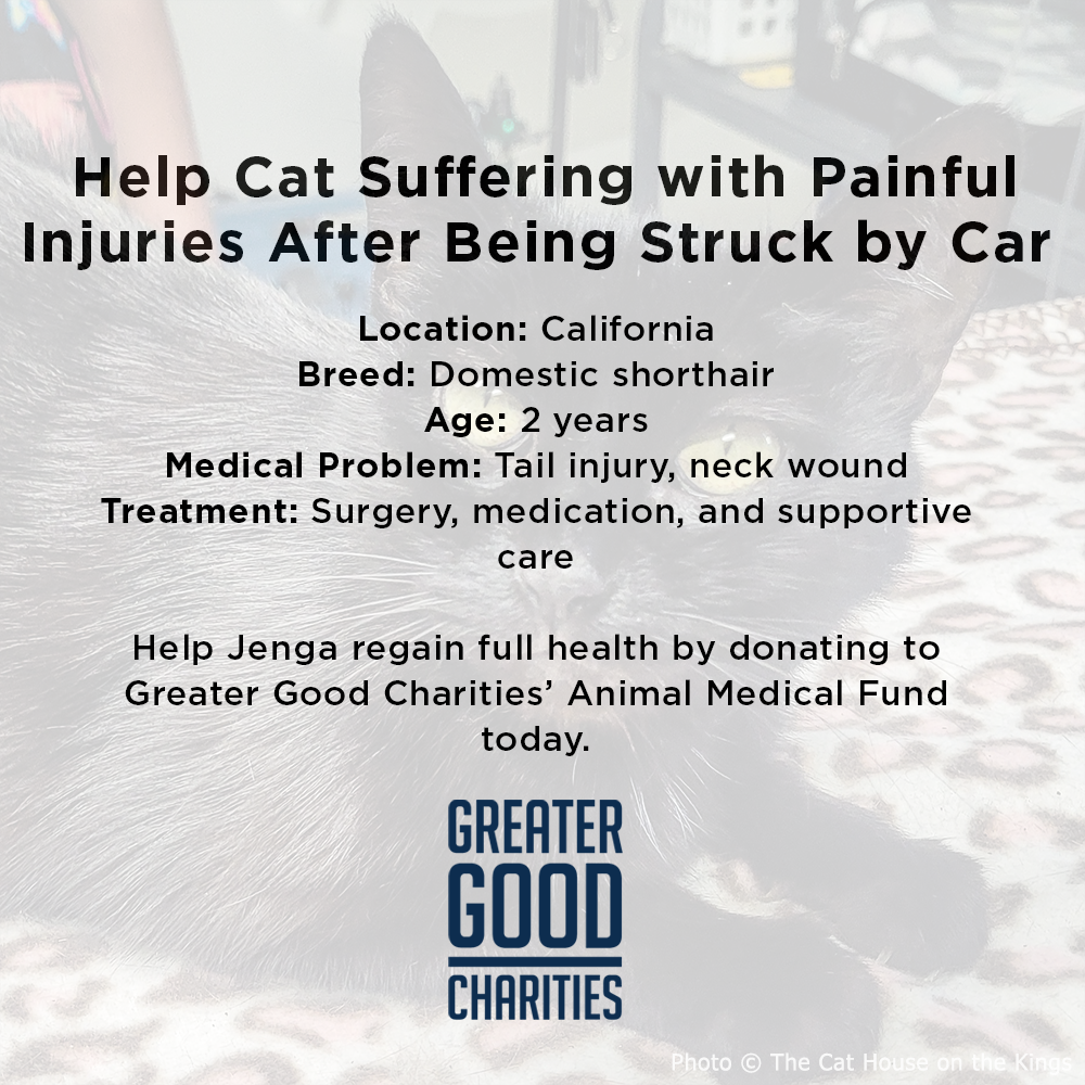 Funded: Help Cat Suffering with Painful Injuries After Being Struck by Car