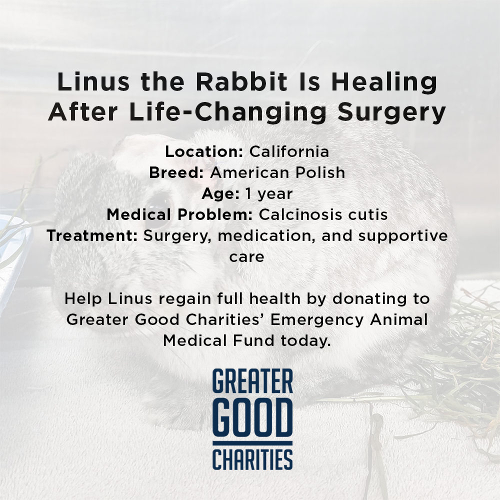 Help Linus the Rabbit Heal After Double Ear Amputation