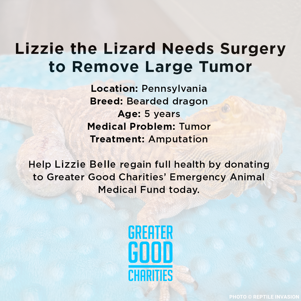 Lizzie the Lizard Needs Surgery to Remove Large Tumor | The Animal ...