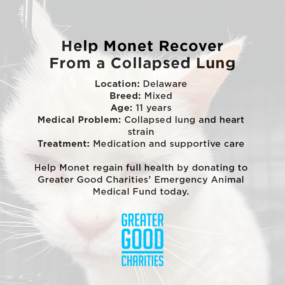 Help Senior Cat Monet Recover from a Collapsed Lung