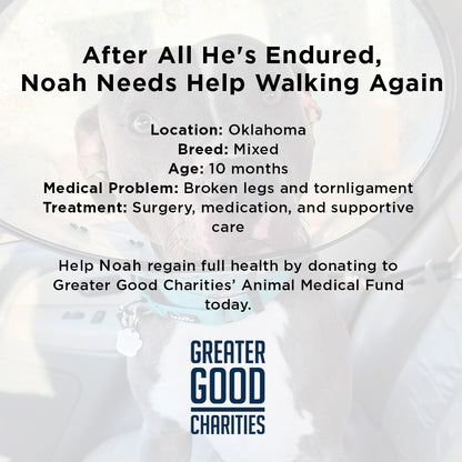 Abused Noah Has Two Broken Legs and Needs Emergency Surgery to Walk Again