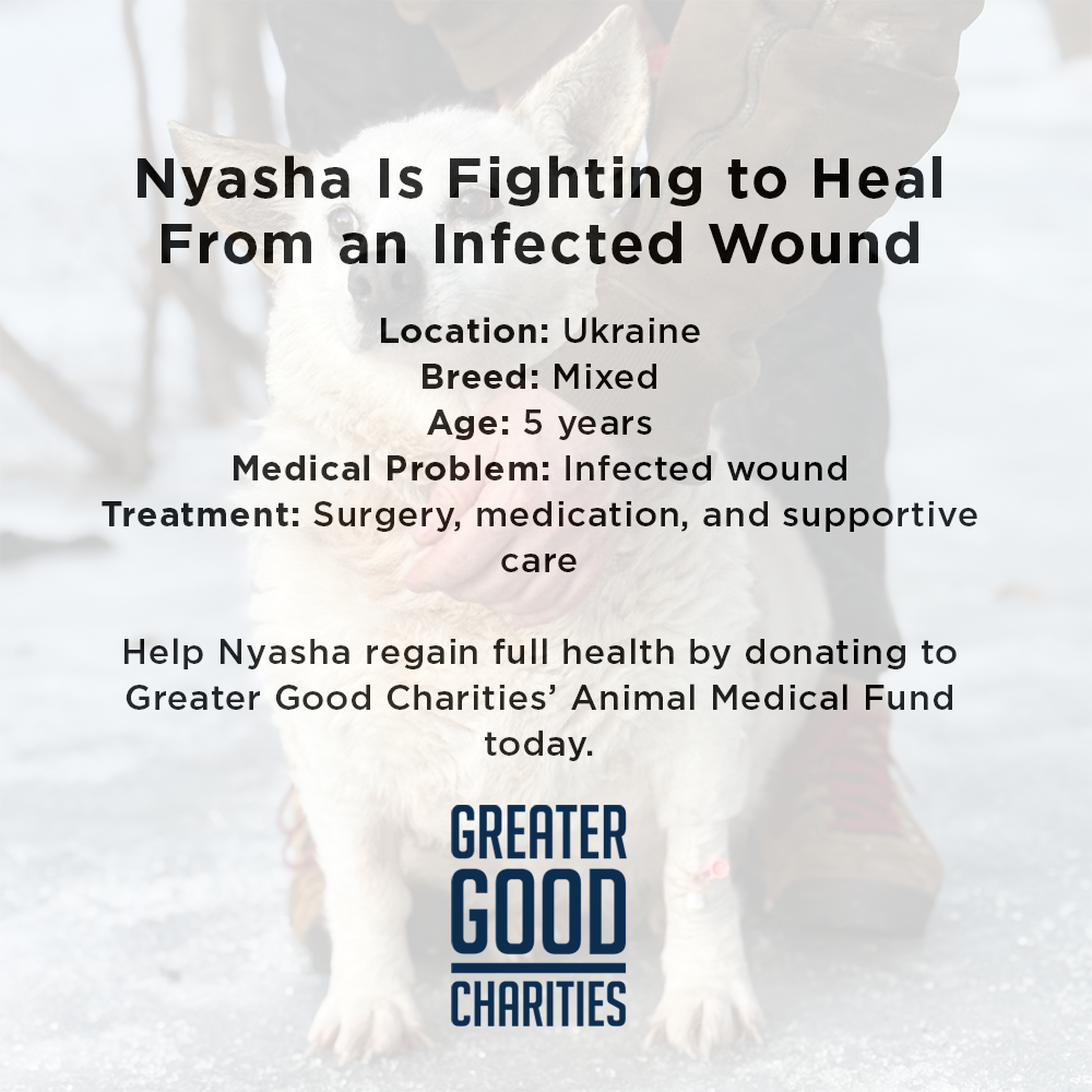 Nyasha Was Found Suffering - Her Infected Wound Needs Urgent Care