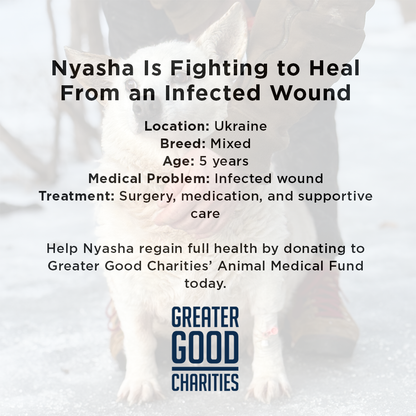 Nyasha Was Found Suffering - Her Infected Wound Needs Urgent Care
