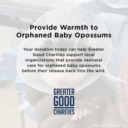 Provide Warmth to Orphaned Baby Opossums