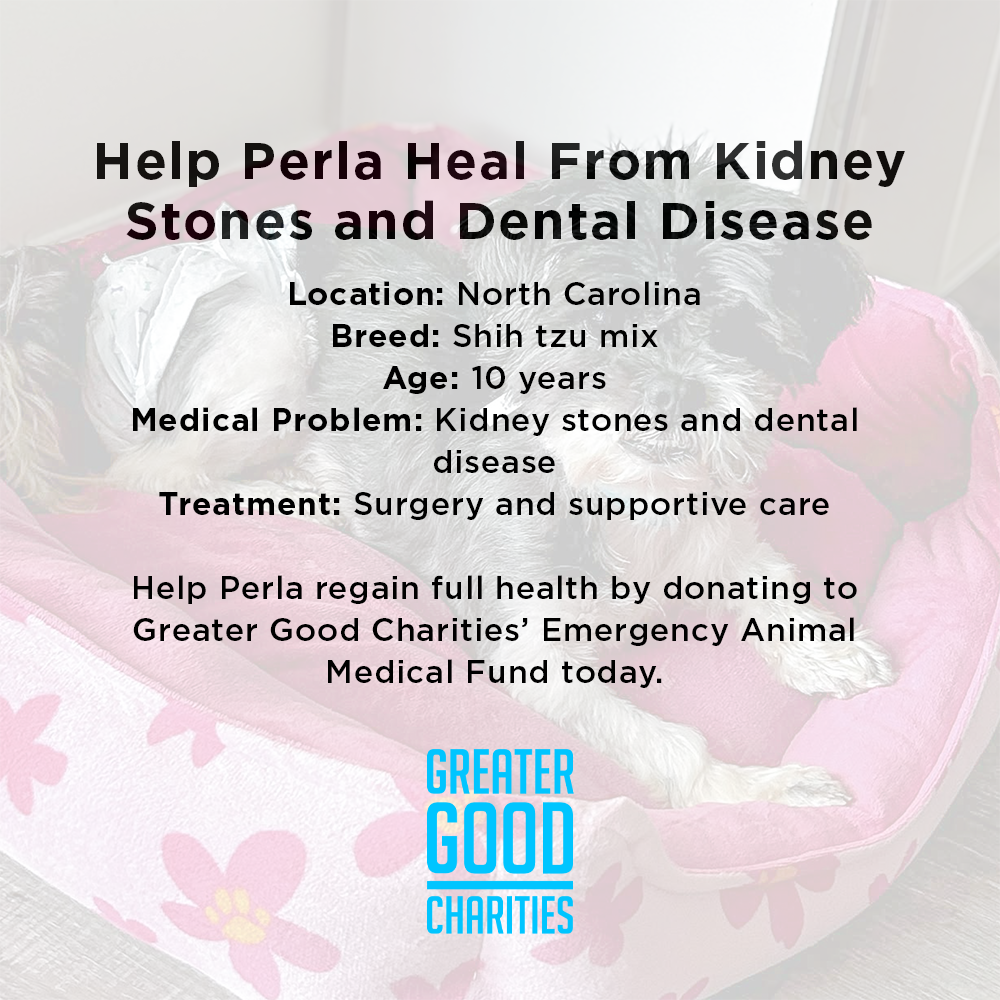 Funded: Help Perla Heal From Kidney Stones and Dental Disease