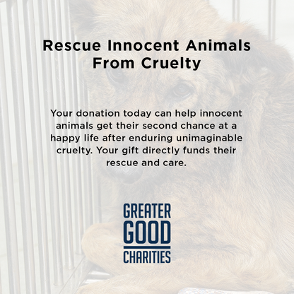 300+ Pets Rescued in Horrific Animal Welfare Case