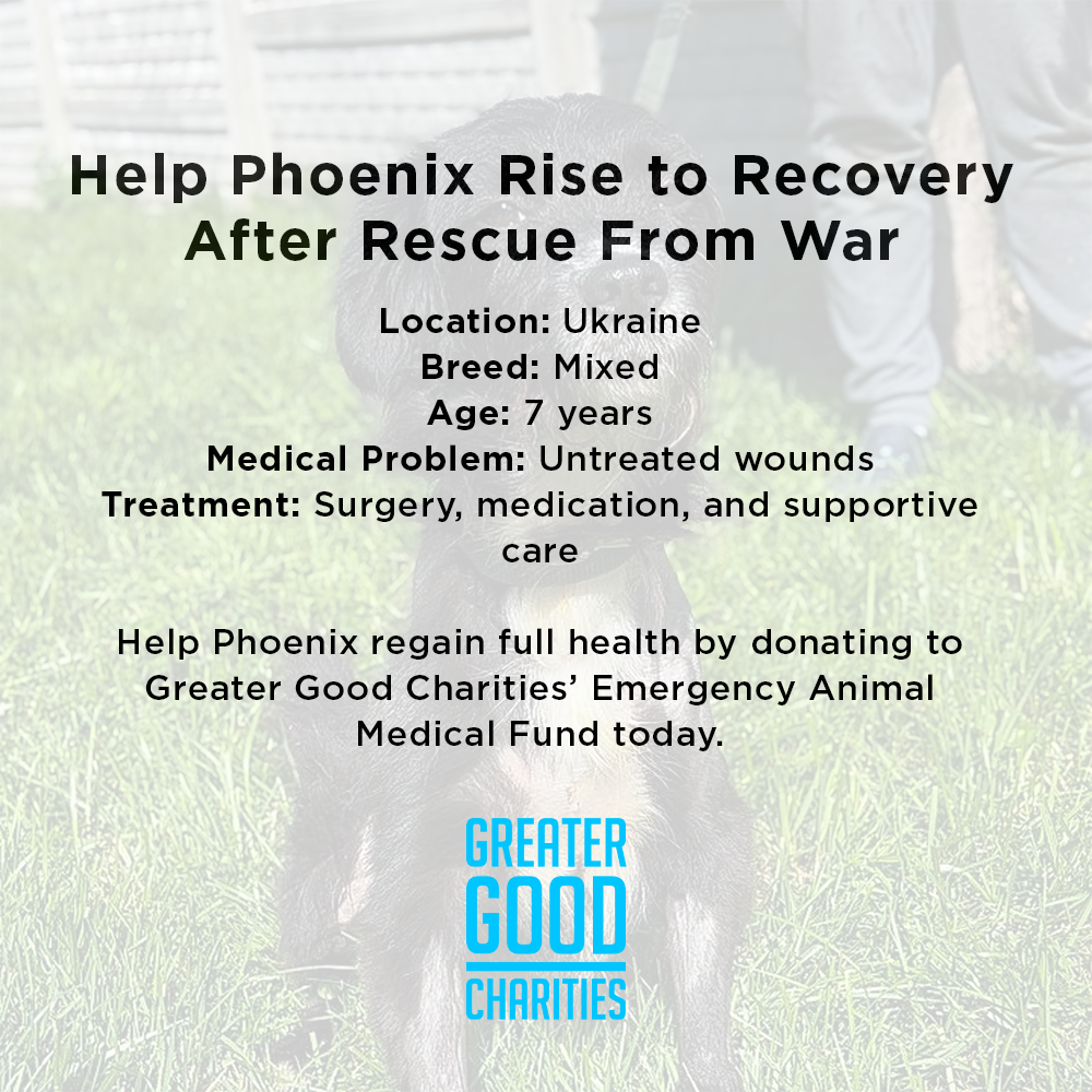 Funded: Help Ukraine Dog Found in Rubble of Destroyed Building Get Emergency Surgery