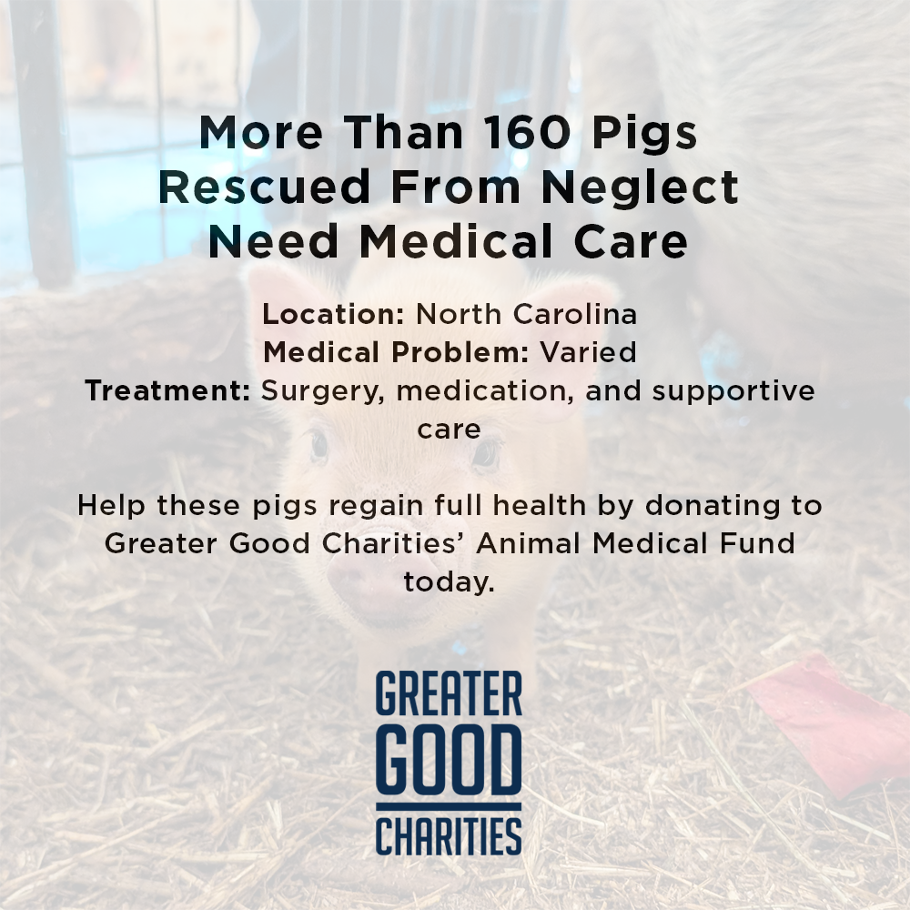 More Than 160 Pigs Rescued From Neglect Need Medical Care
