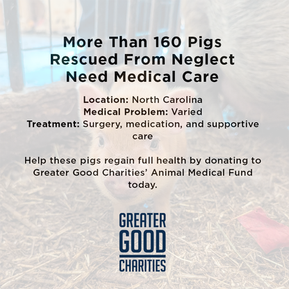 More Than 160 Pigs Rescued From Neglect Need Medical Care
