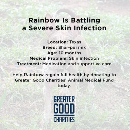 Rainbow Survived Cruelty - Now She Needs Help Healing and Learning to Trust Again