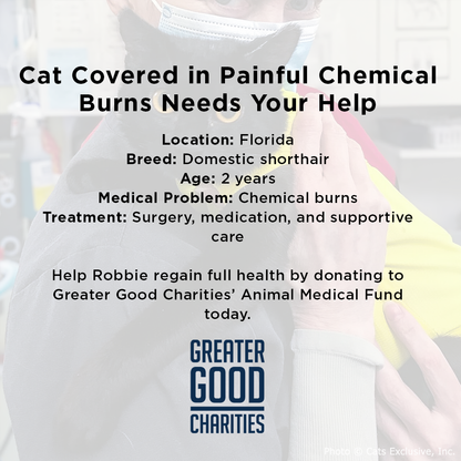 Funded: Abused Cat Covered in Painful Chemical Burns Needs Your Help