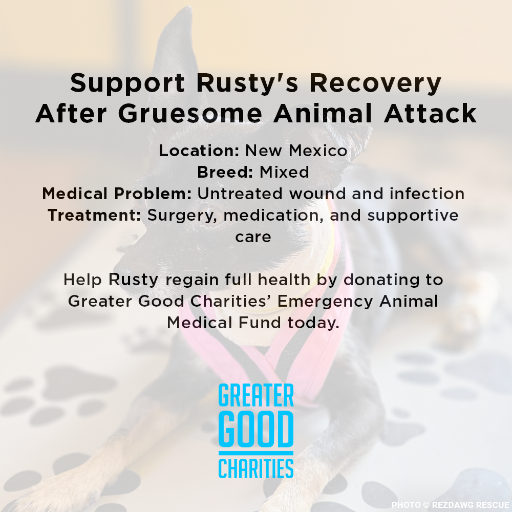 Funded: Support Rusty's Recovery After Gruesome Animal Attack