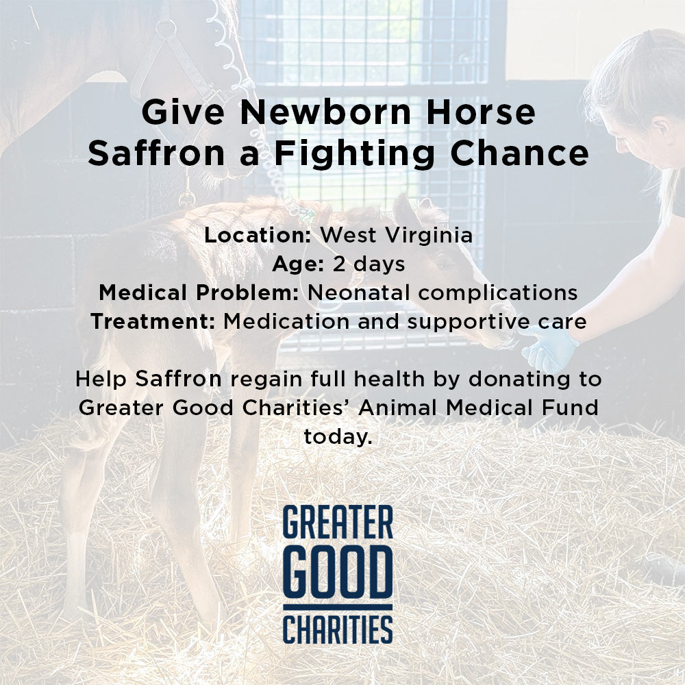 Newborn Horse is Fighting for Her Life- Help Save Saffron