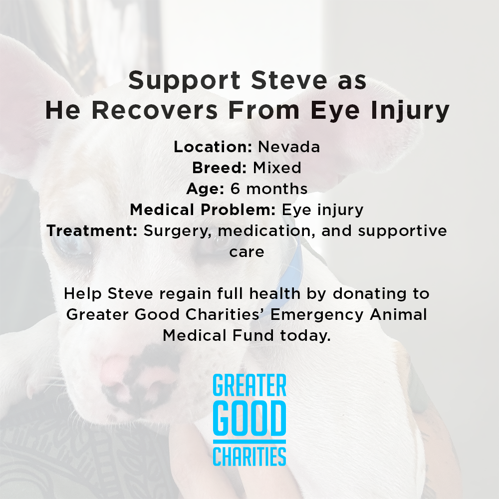 Funded: Shelter Puppy with Ruptured Eye Needs Your Support to Heal