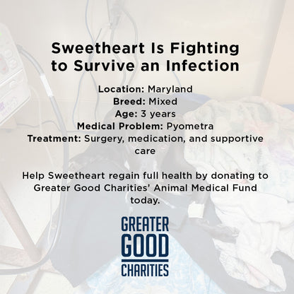 Funded: Sweetheart Is Battling a Life-Threatening Infection & Needs Urgent Support