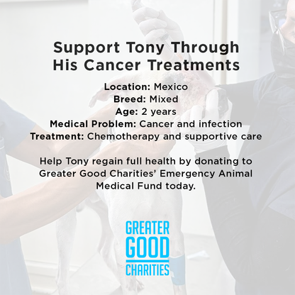 Funded: Save Neglected Dog with Bleeding Mass and Life-Threatening Disease