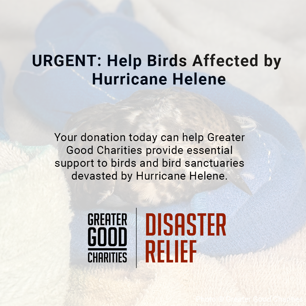 URGENT: Help Birds Affected by Hurricane Helene