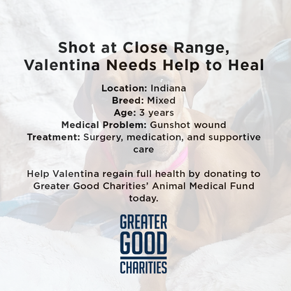 Shot at Close Range, Valentina Needs Help to Heal