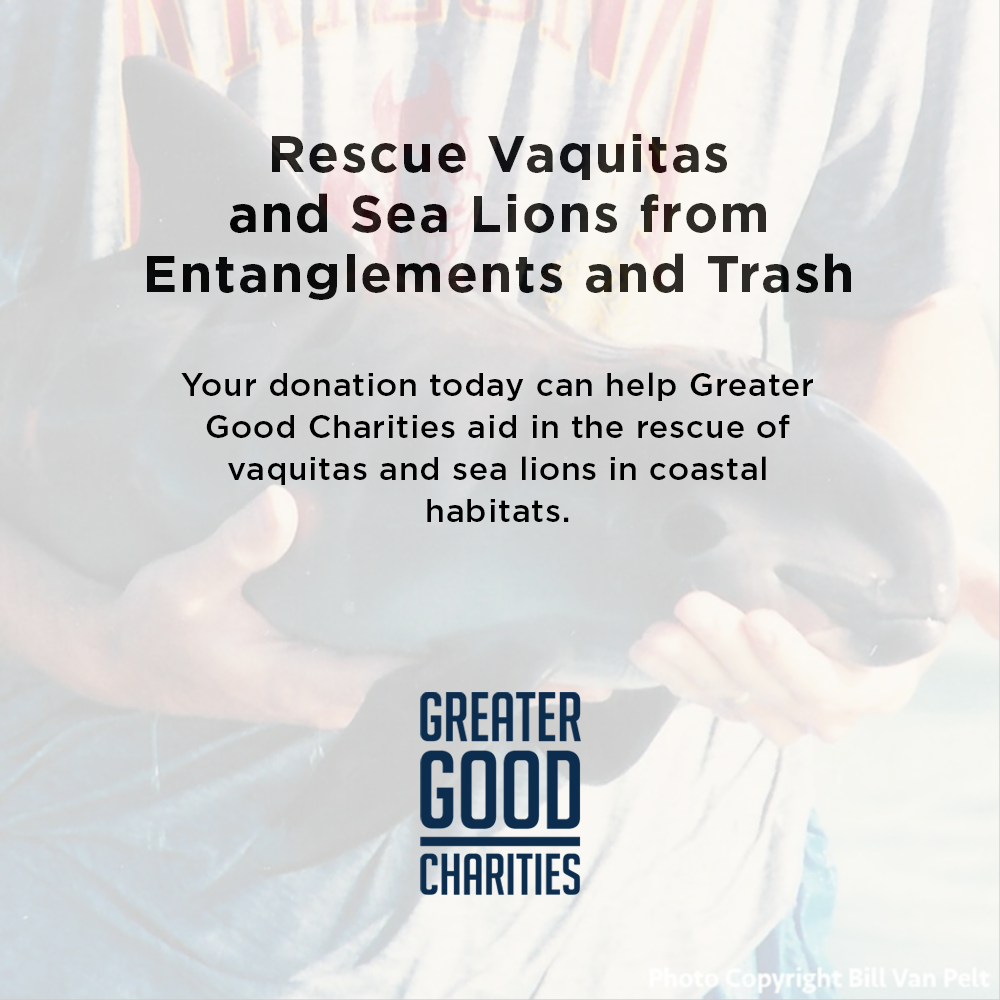 Rescue Critically Endangered Porpoises From Fishing Net Entanglements