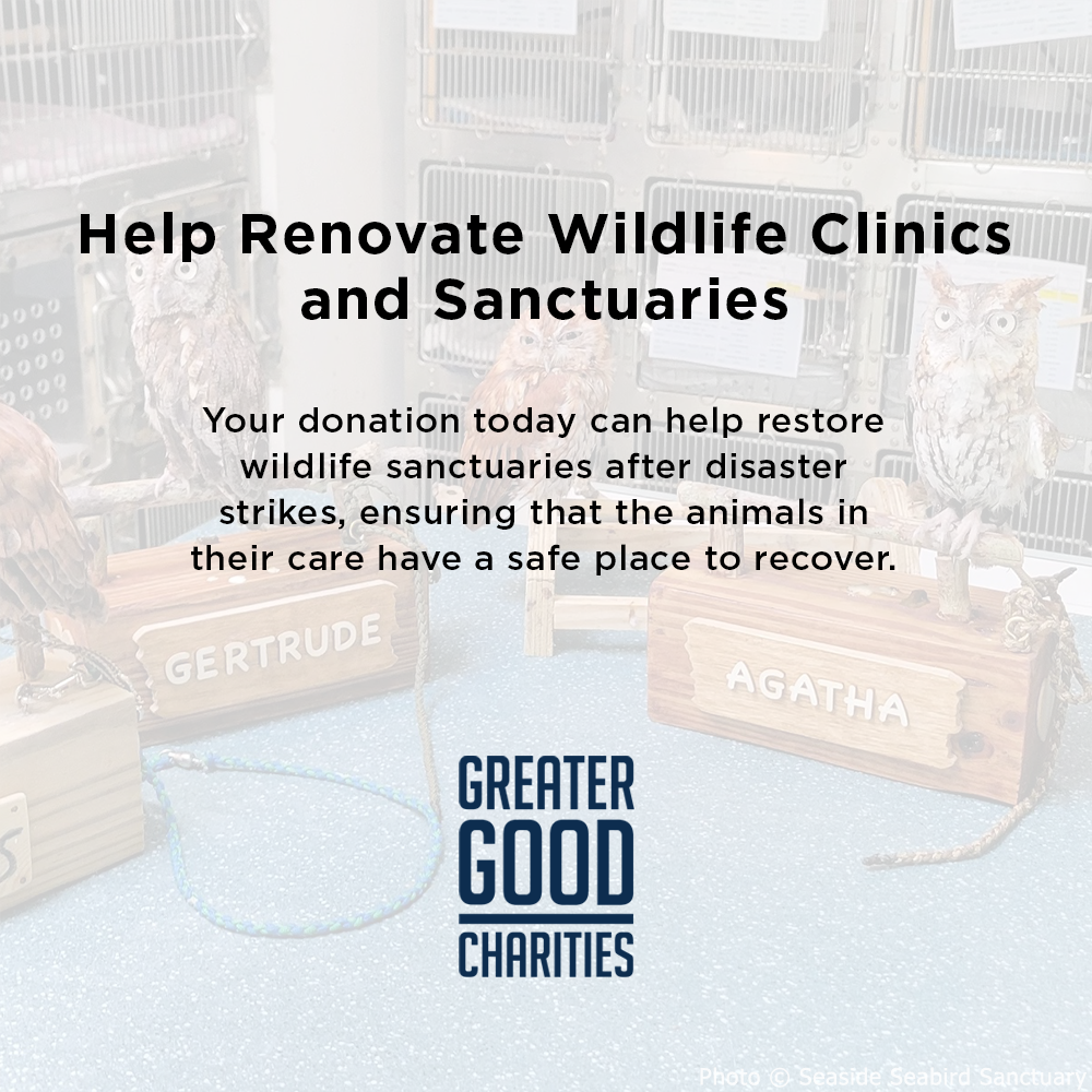 Help Renovate Wildlife Clinics and Sanctuaries