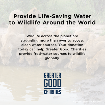 Provide Life-Saving Water to Wildlife Around the World