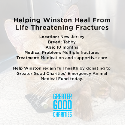 Funded: Winston is Suffering with Multiple Fractures and Needs Your Support