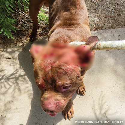 Help Injured & Malnourished Dogs Rescued from Hoarding Case Heal