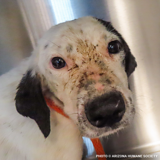 Help Injured & Malnourished Dogs Rescued from Hoarding Case Heal