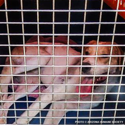 Help Injured & Malnourished Dogs Rescued from Hoarding Case Heal