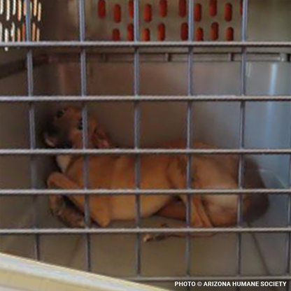 Help Injured & Malnourished Dogs Rescued from Hoarding Case Heal