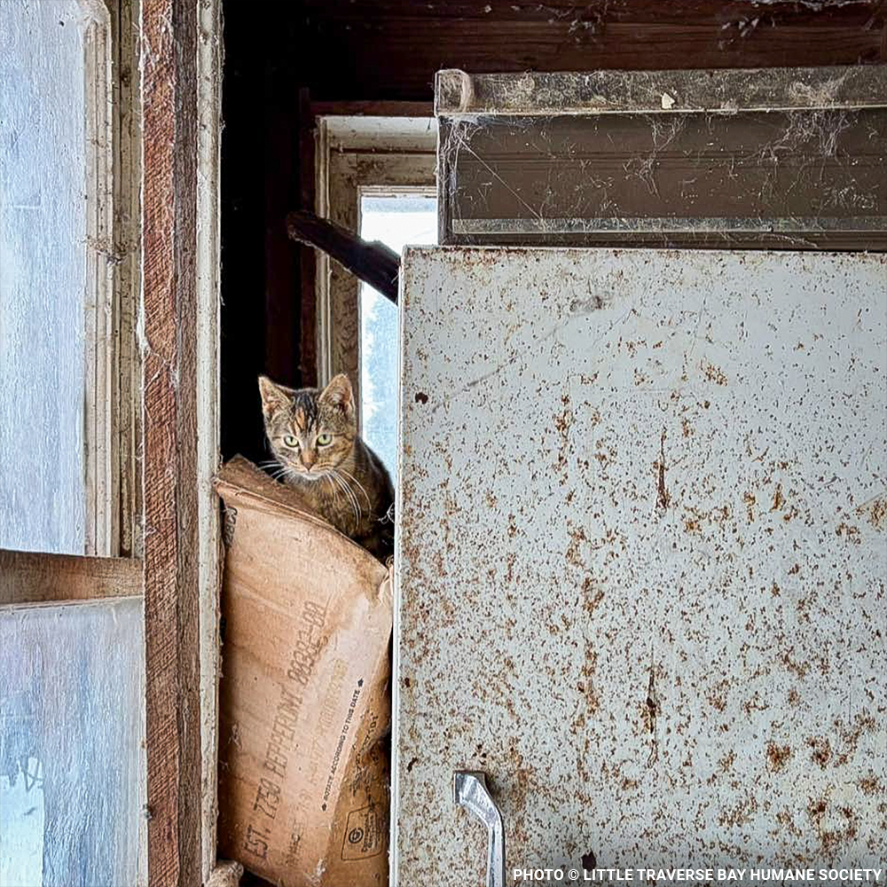 17 Cats and Dogs Rescued from Overcrowded Home Need Urgent Care