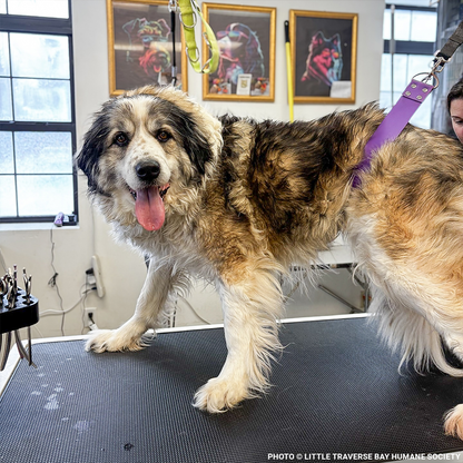 17 Cats and Dogs Rescued from Overcrowded Home Need Urgent Care