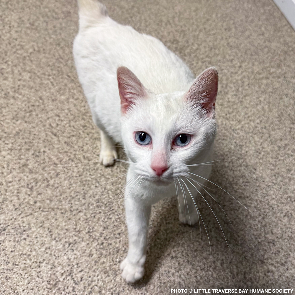 17 Cats and Dogs Rescued from Overcrowded Home Need Urgent Care