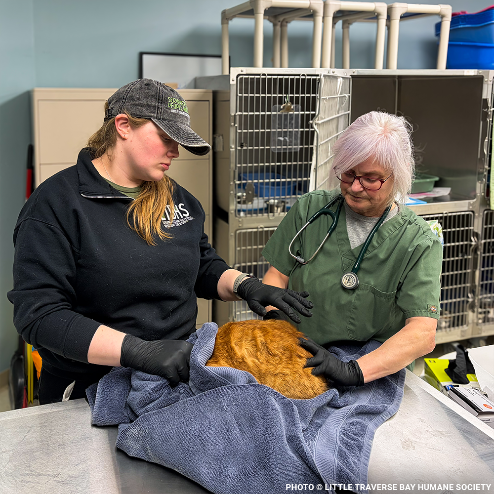 17 Cats and Dogs Rescued from Overcrowded Home Need Urgent Care