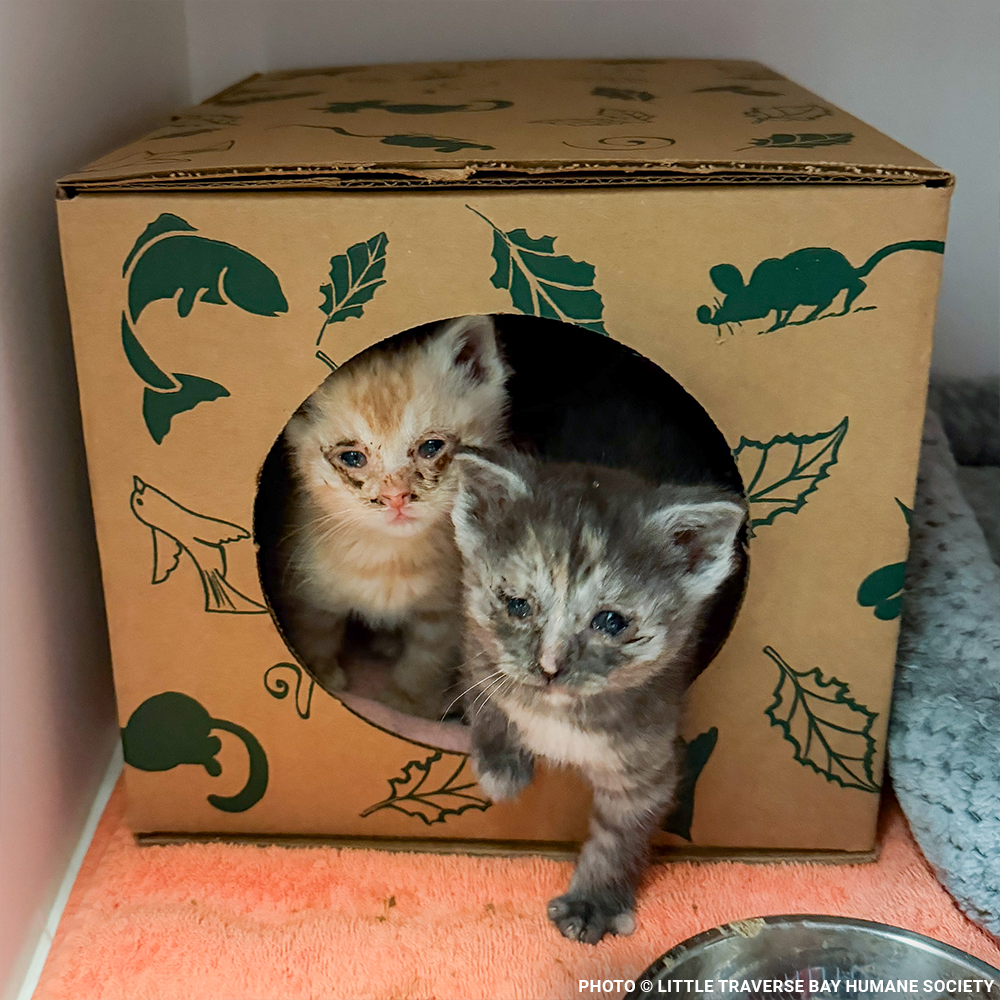 17 Cats and Dogs Rescued from Overcrowded Home Need Urgent Care