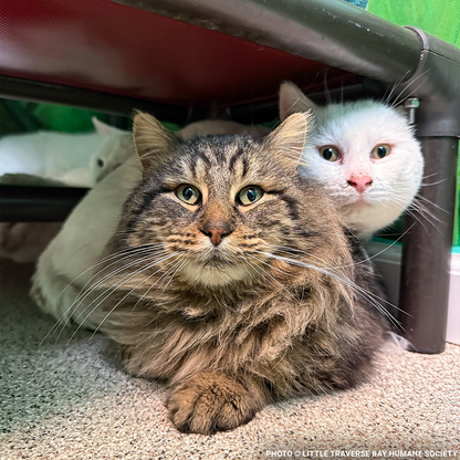 17 Cats and Dogs Rescued from Overcrowded Home Need Urgent Care