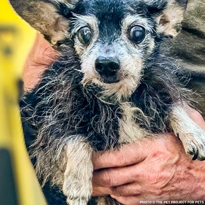 32 Neglected Dogs Rescued from Overcrowded Home Need Emergency Medical Care