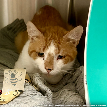 Help Over 50 Sick Cats Rescued from Deplorable Conditions Recover