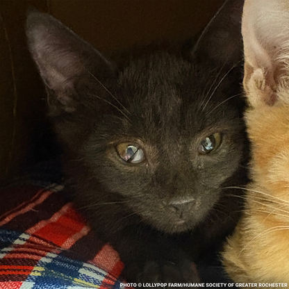 Help Over 50 Sick Cats Rescued from Deplorable Conditions Recover