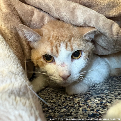 Help Over 50 Sick Cats Rescued from Deplorable Conditions Recover