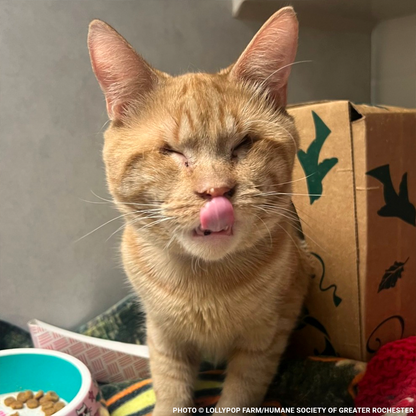 Help Over 50 Sick Cats Rescued from Deplorable Conditions Recover