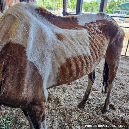 Help Emaciated Horses Heal from Severe Neglect