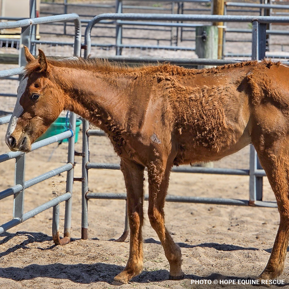 Help Emaciated Horses Heal from Severe Neglect