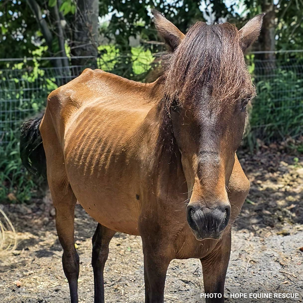 Help Emaciated Horses Heal from Severe Neglect