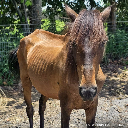 Help Emaciated Horses Heal from Severe Neglect